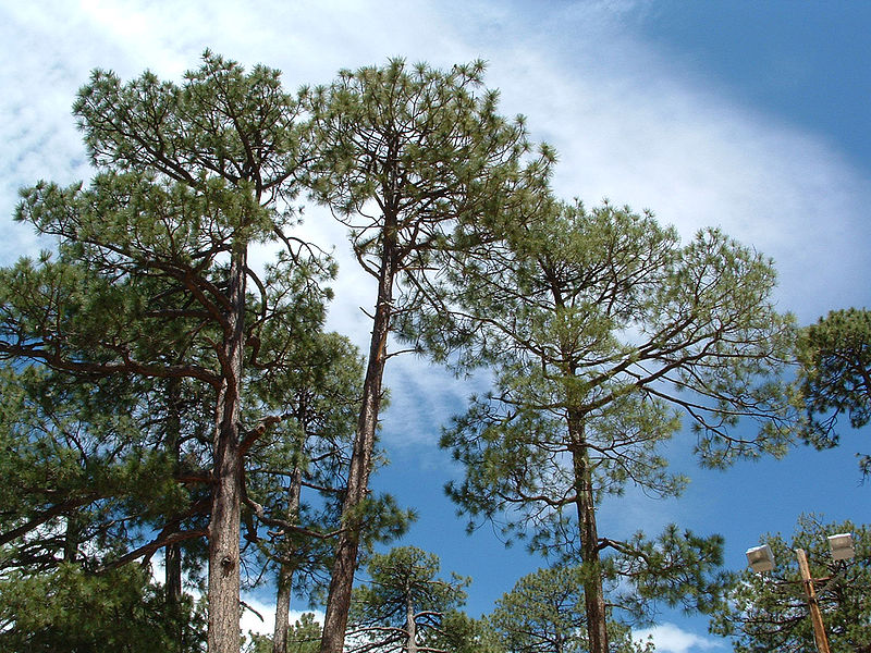Mesurer un arbre : hauteur et circonférence